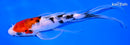7" SANKE BUTTERFLY