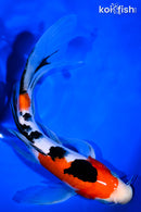 9" SANKE BUTTERFLY