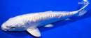 7.5" GINRIN DOITSU PLATINUM OGON
