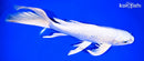 9.5" PLATINUM OGON BUTTERFLY