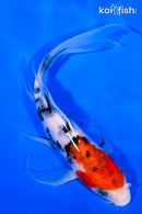 7" SANKE BUTTERFLY
