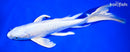 9.5" PLATINUM OGON BUTTERFLY