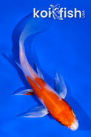 4.5" HARIWAKE BUTTERFLY