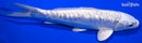 7.5" GINRIN DOITSU PLATINUM OGON