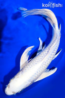 9.5" PLATINUM OGON BUTTERFLY