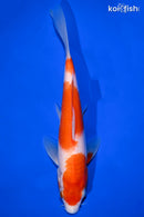 8" KOHAKU