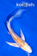 4.5" LEMON HARIWAKE BUTTERFLY