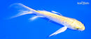 6.25" GINRIN YAMABUKI OGON BUTTERFLY