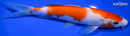 8" KOHAKU