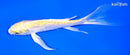 6.25" GINRIN YAMABUKI OGON BUTTERFLY