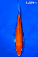7" KOHAKU