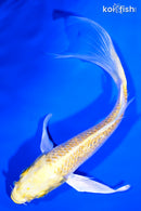 6.25" GINRIN YAMABUKI OGON BUTTERFLY