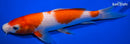 8" KOHAKU