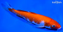 7" KOHAKU