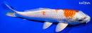 8" HARIWAKE