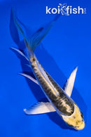 4.5" ARAGOKE KIN KIKOKURYU BUTTERFLY