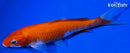 7" KOHAKU