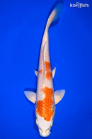 8" HARIWAKE