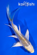 4.5" KUJAKU BUTTERFLY