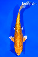 6" GINRIN YAMABUKI OGON