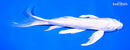 7.75" PLATINUM OGON BUTTERFLY