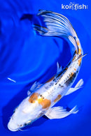 8.75" KIN KIKOKURYU BUTTERFLY