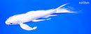 7.75" PLATINUM OGON BUTTERFLY