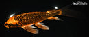 8" GINRIN ORENJI MATSUBA BUTTERFLY