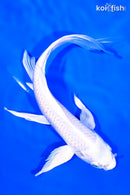 7.75" PLATINUM OGON BUTTERFLY