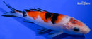 6.5" SANKE