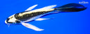 7.25" KI MATSUBA BUTTERFLY