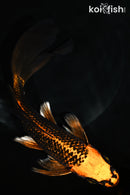 8" GINRIN ORENJI MATSUBA BUTTERFLY