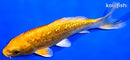6" GINRIN YAMABUKI OGON