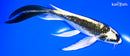 7.25" KI MATSUBA BUTTERFLY