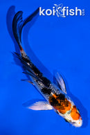 4" GINRIN YAMATO NISHIKI BUTTERFLY