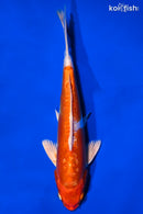 8" KIKUSUI