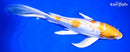 9.5" GINRIN HARIWAKE BUTTERFLY