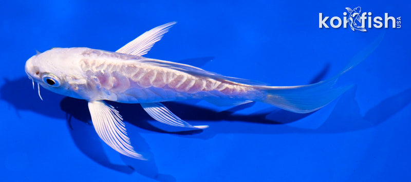 5" ARAGOKE PLATINUM OGON BUTTERFLY