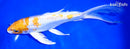 9.5" GINRIN HARIWAKE BUTTERFLY