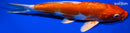 8" KIKUSUI