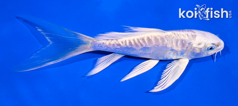 5" ARAGOKE PLATINUM OGON BUTTERFLY
