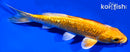 6" GINRIN YAMABUKI OGON
