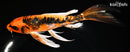8.25" ARAGOKE BENI KIKOKURYU BUTTERFLY