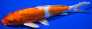 8" KIKUSUI