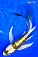 7.25" KI MATSUBA BUTTERFLY
