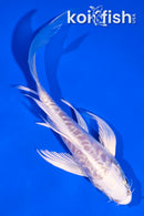 5" ARAGOKE PLATINUM OGON BUTTERFLY