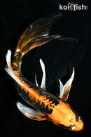 8.25" ARAGOKE BENI KIKOKURYU BUTTERFLY