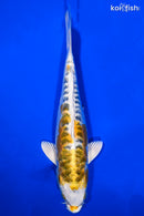7.75" DOITSU KUJAKU