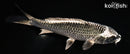 6.5" GINGA