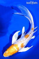 9.5" GINRIN HARIWAKE BUTTERFLY